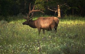 elk on meadow in wild, usa, yellowstone