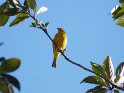 Goldfinch on a branch