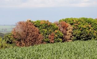 mango trees near the green field