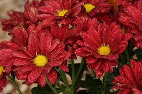 raindrops on red flowers