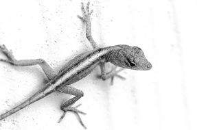 lizard on white background