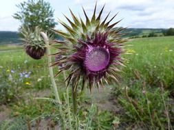 purple thistle flower with spikes