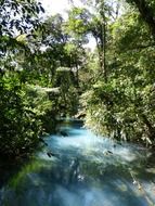 landscape of river in jungle