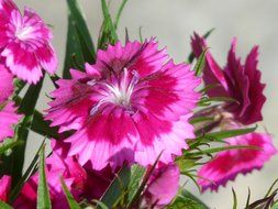 bush elke in bloom