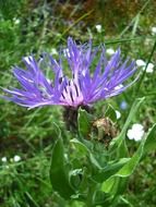 blue flower among green grass