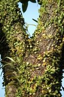 a vine on a tree trunk