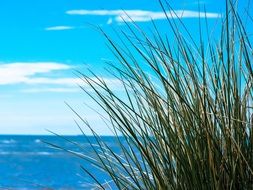 blue sea and clear sky, view from grass