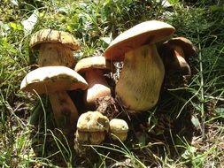 wild mushrooms in the grass