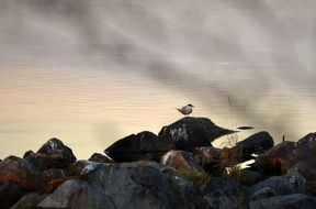 bird on the stone shore of the lake