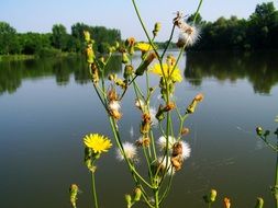 yellow and fluffy weed buds on the lake