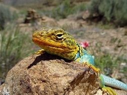 collared lizard portrait
