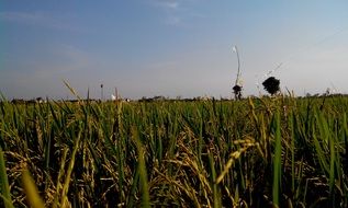 rice field against the blue sky