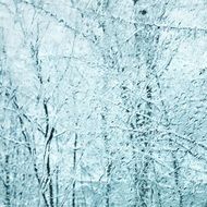 snowy trees in winter forest