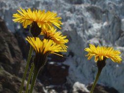 alpine yellow cute flowers