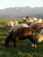 flock of black and white sheep on a meadow