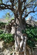 perfect tree root