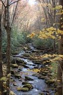 stream in the autumn forest