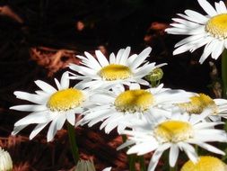 medicinal chamomile in the summer garden