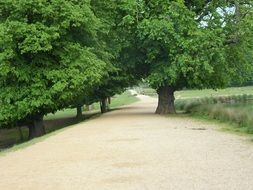 green trees in richmond park, london