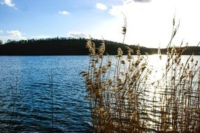 landscape of dry reed by the lake on the island