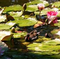 striking water lilies
