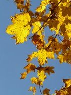 mountain maple autumn leaves against the blue sky