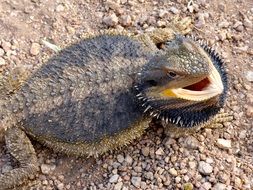 australian bearded dragon