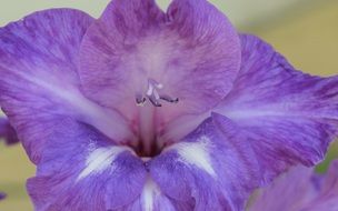 purple iris flower close-up