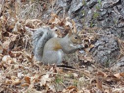grey squirrel eating on forest floor