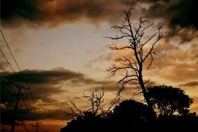 landscape of trees silhouettes against a cloudy sky at dusk