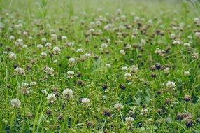 blooming field of shamrock close-up on blurred background