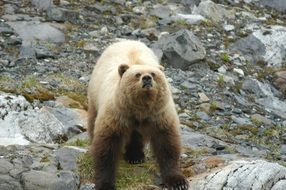 brown bear among the rocks in the wild