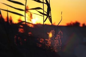 Landscape with the sunset on the leaves