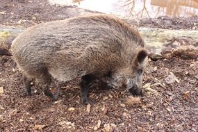 wild boar as a dangerous animal in the forest