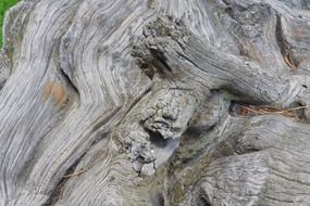 bark of a large crooked tree close up