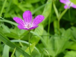 purple wild flower on green grass