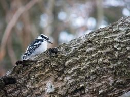woodpecker in the Acada National Park