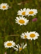 White daisies in a meadow