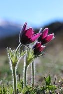 burgundy wildflowers