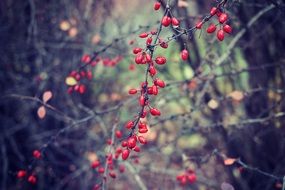 Red barberry autumn bushes