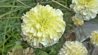 flower yellow pompom