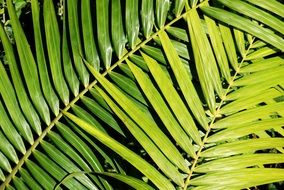 Beautiful, green and yellow palm foliage of different shades