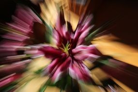 blurred lily pattern