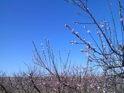 peach tree flowers