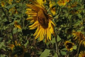 sunflowers in sunny summer day