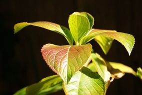 new colorful leaves, sunlight, dark background