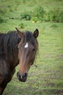 brown horse with a white spot on his head