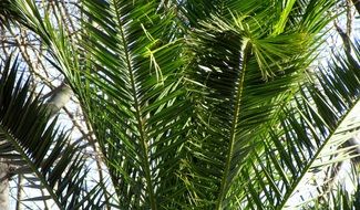 palm tree as decoration of catalonia