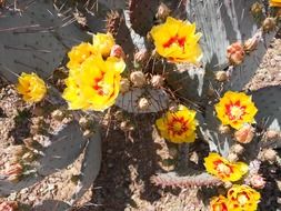 cactus with bright yellow flowers under the bright sun