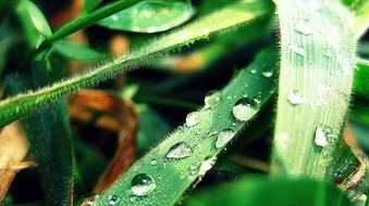 green leaf with raindrops